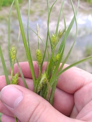 Carex secalina