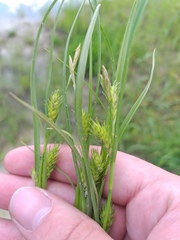 Carex secalina