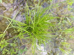 Carex secalina