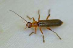 Metacantharis discoidea