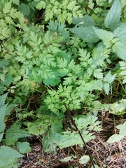 Anthriscus sylvestris