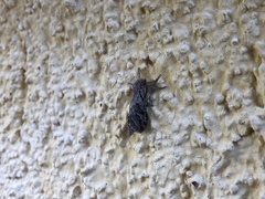 Triodia adriaticus