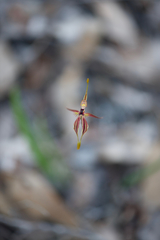 Caladenia plicata