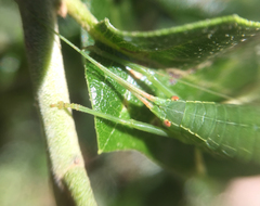 Paracyrtophyllus robustus