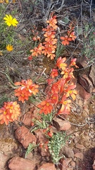 Tritonia watermeyeri