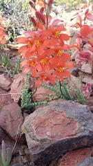 Tritonia watermeyeri