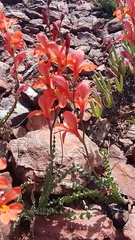 Tritonia watermeyeri