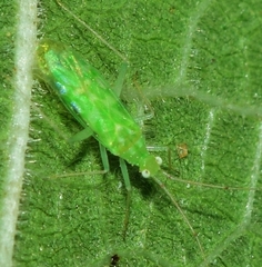 Zanchius breviceps