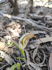 Pterostylis erythroconcha