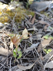 Pterostylis erythroconcha