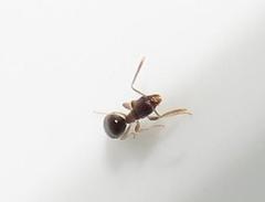 Technomyrmex pallipes