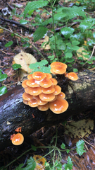Flammulina velutipes