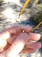 Cassytha peninsularis