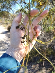 Cassytha peninsularis