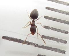 Technomyrmex pallipes
