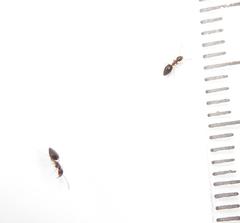 Technomyrmex pallipes