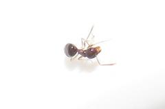 Technomyrmex pallipes
