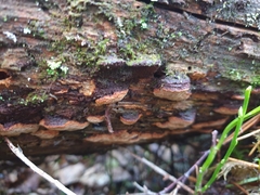 Fuscoporia viticola