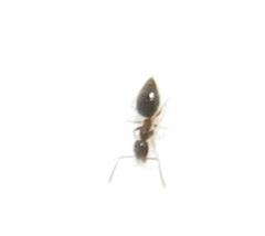 Technomyrmex pallipes