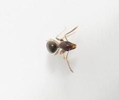 Technomyrmex pallipes