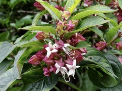 Clerodendrum fortunatum