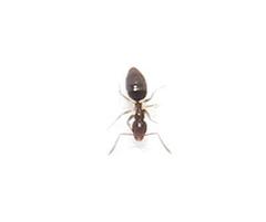 Technomyrmex pallipes