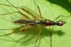 Micropeza grallatrix