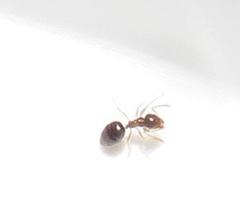 Technomyrmex pallipes