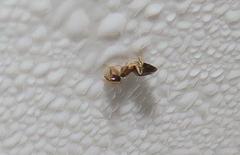 Technomyrmex pallipes