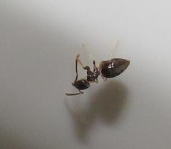 Technomyrmex pallipes