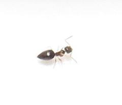 Technomyrmex pallipes
