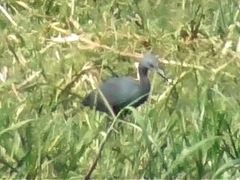 Egretta vinaceigula