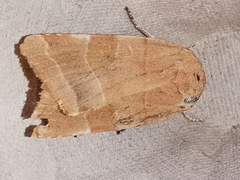 Noctua tirrenica