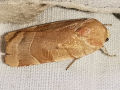 Noctua tirrenica