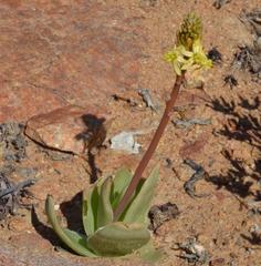 Bulbine latifolia