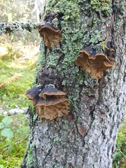 Phellinus abietis