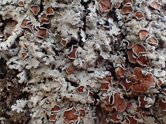 Parmelina carporrhizans