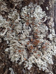 Parmelina carporrhizans