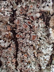 Parmelina carporrhizans