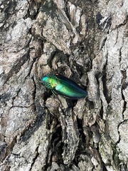 Sternocera aequisignata