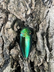 Sternocera aequisignata