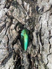 Sternocera aequisignata