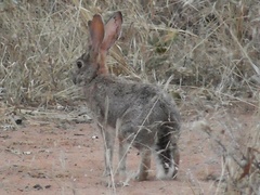 Lepus saxatilis