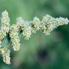 Chenopodium nitrariaceum