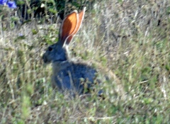 Lepus alleni