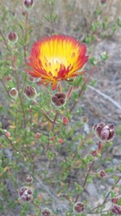Drosanthemum bicolor
