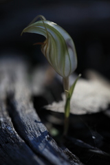 Pterostylis erythroconcha