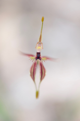 Caladenia plicata