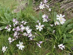 Sparaxis grandiflora