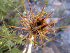 Berkheya cruciata